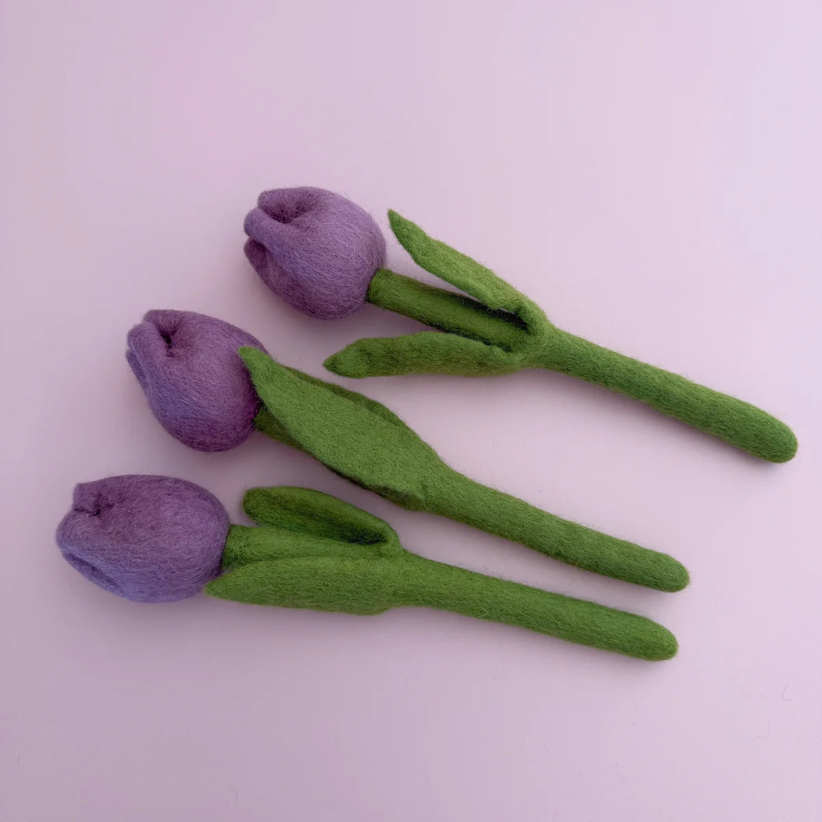 Purple Tulip